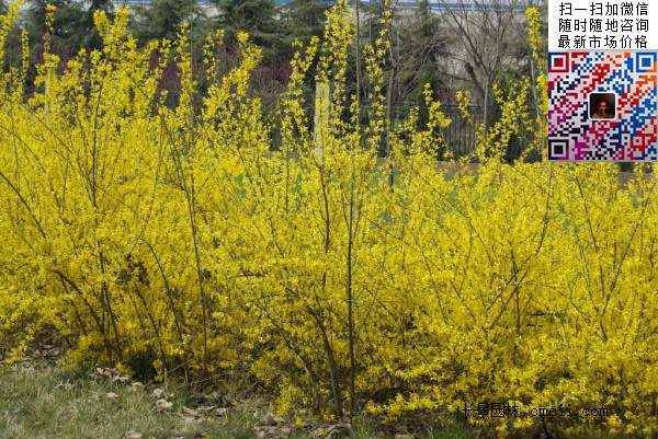 連翹--長景園林 連翹--長景園林