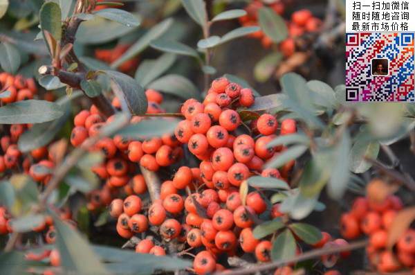 火棘--長(zhǎng)景園林 火棘--長(zhǎng)景園林