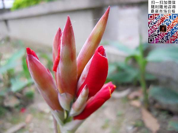 美人蕉花苞