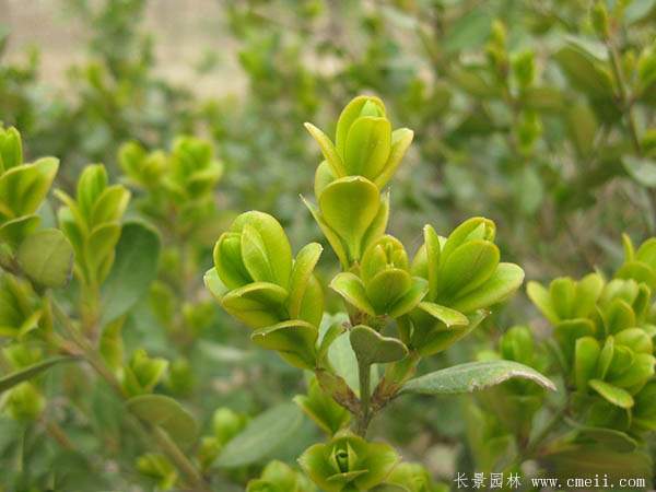 小葉黃楊--長景園林 小葉黃楊--長景園林