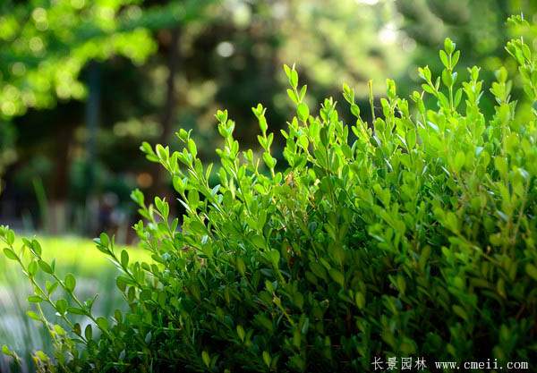 小葉黃楊--長景園林 小葉黃楊--長景園林