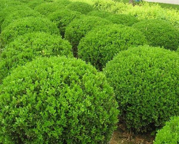 瓜子黃楊球 瓜子黃楊球