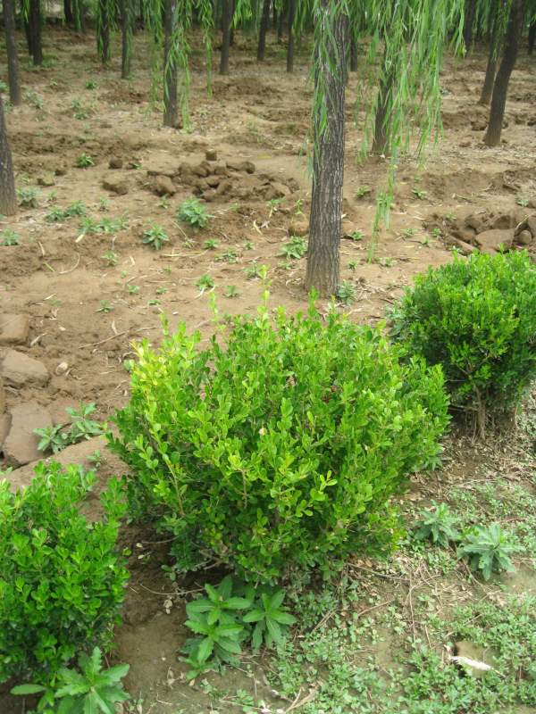 瓜子黃楊球 瓜子黃楊球