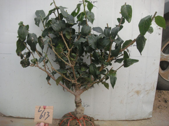 臘梅盆景樁 臘梅盆景樁