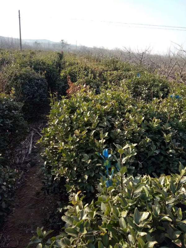 出售冠幅1米大葉黃楊毛球 出售冠幅1米大葉黃楊毛球