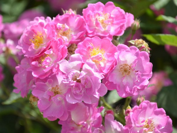 哪里有薔薇花苗賣？薔薇花苗批發