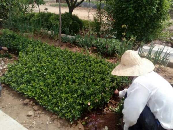 河北定州大葉黃楊苗圃 河北定州大葉黃楊苗圃