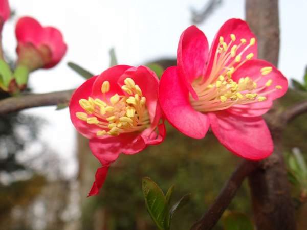紅梅的花語是什么？