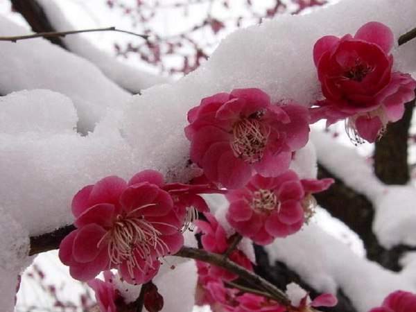 紅梅的花語是什么？