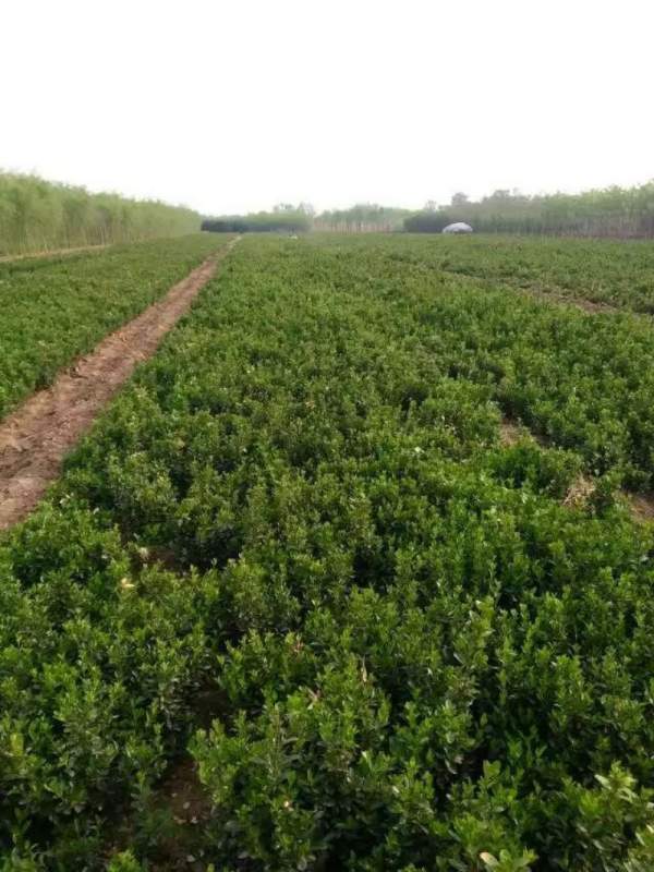 河北大葉黃楊 河北大葉黃楊