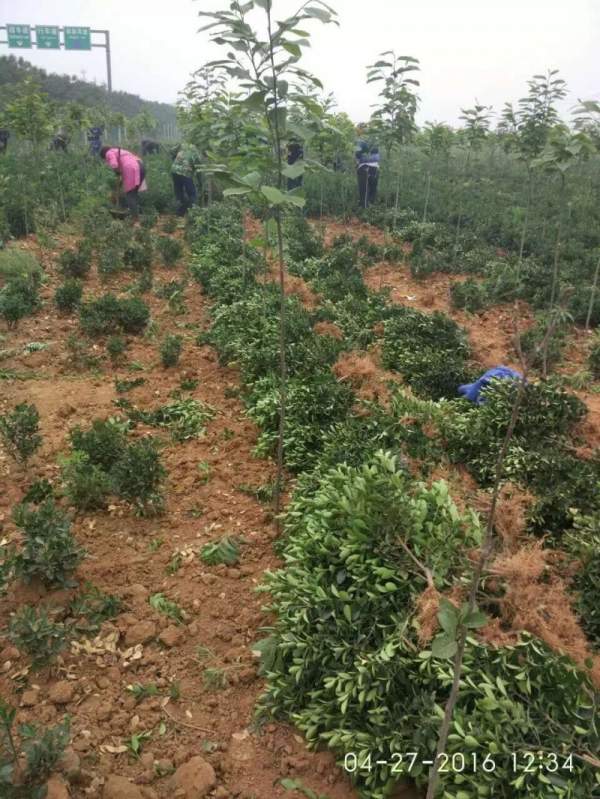 江蘇沭陽(yáng)大葉黃楊 江蘇沭陽(yáng)大葉黃楊