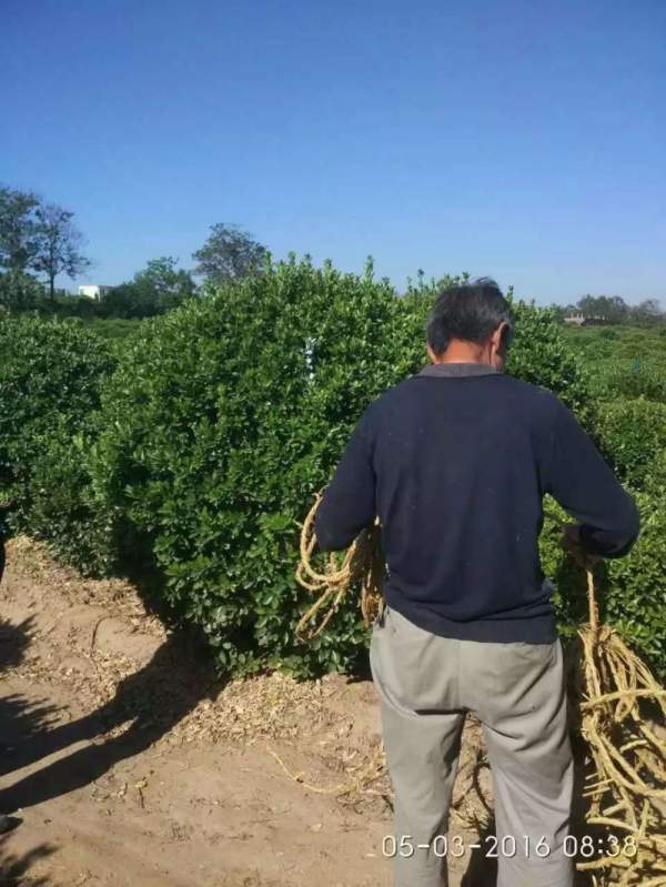 大葉黃楊球 大葉黃楊球