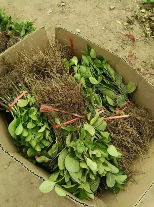 大葉黃楊苗 大葉黃楊苗