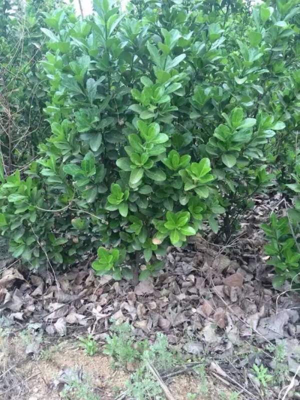 大葉黃楊苗 大葉黃楊苗