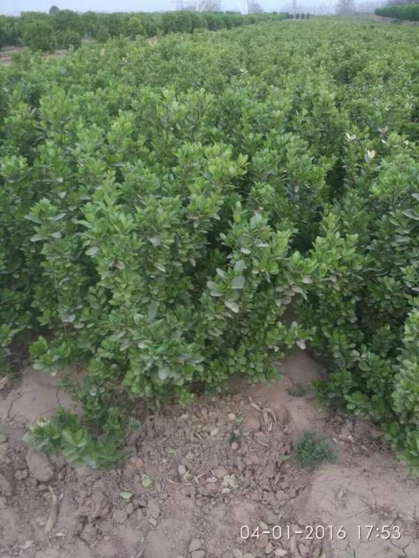 山西大葉黃楊苗 山西大葉黃楊苗