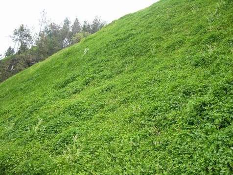 扶芳藤的坡地綠化 扶芳藤的坡地綠化