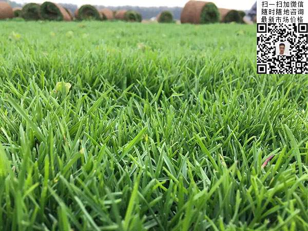 高羊茅草坪種子種植出的效果 高羊茅草坪種子種植出的效果