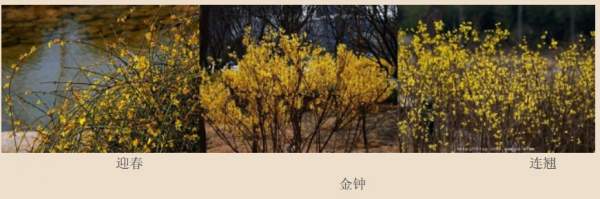 迎春花、金鐘和連翹如何區(qū)分？