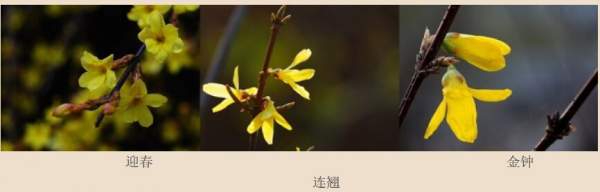 迎春花、金鐘和連翹如何區(qū)分？
