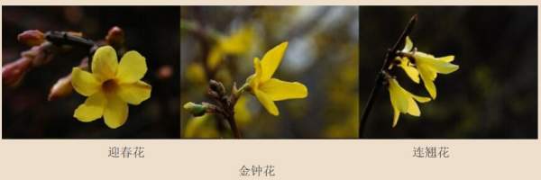 迎春花、金鐘和連翹如何區(qū)分？