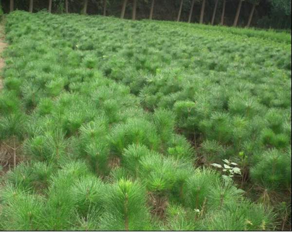 40-50cm高黑松小苗 40-50cm高黑松小苗