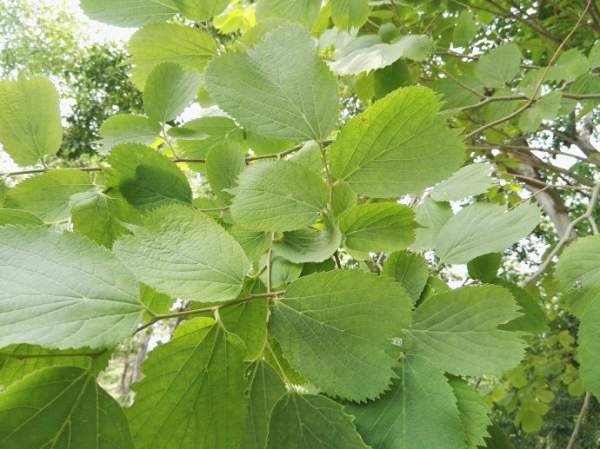 大葉樸樹圖片 大葉樸樹圖片