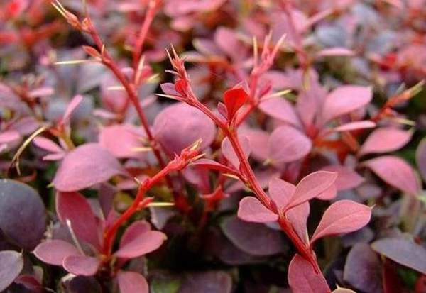 紅葉小檗葉 紅葉小檗葉