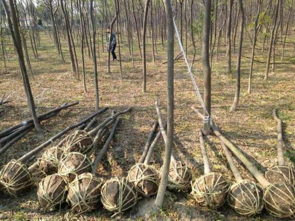 批發(fā)6公分7公分苦楝樹(shù) 批發(fā)6公分7公分苦楝樹(shù)