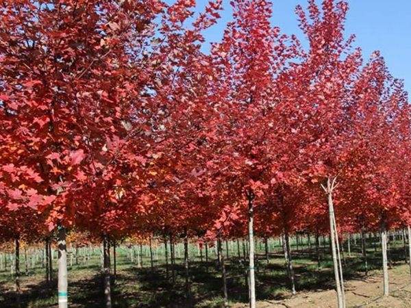 美國紅楓圖片美國紅楓基地實(shí)拍