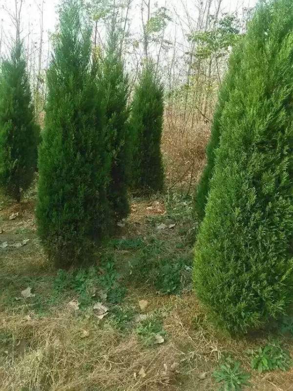 高度2.7米2.8米3米蜀檜價(jià)格優(yōu)惠 高度2.7米2.8米3米蜀檜價(jià)格優(yōu)惠