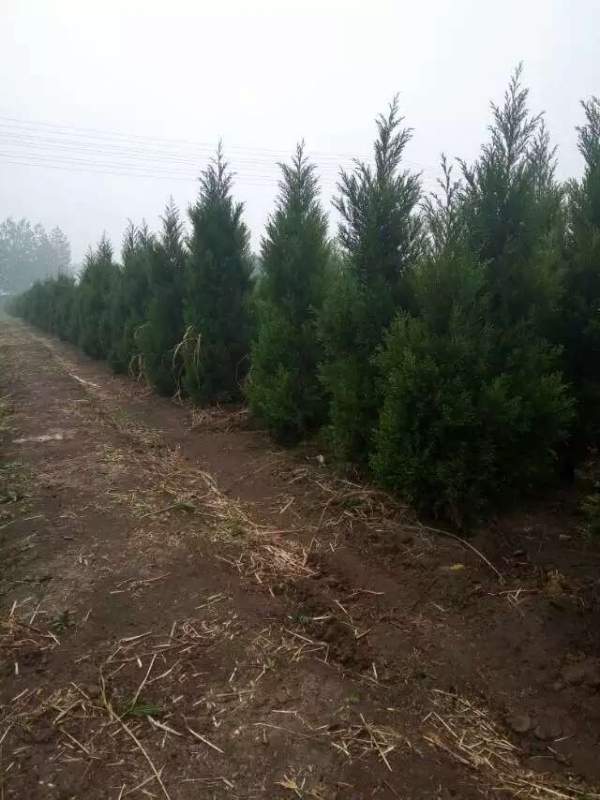 高度2.7米2.8米3米蜀檜價(jià)格優(yōu)惠 高度2.7米2.8米3米蜀檜價(jià)格優(yōu)惠