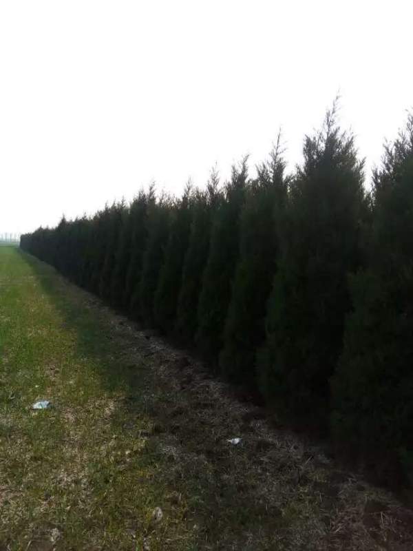 高度3米3.5米大蜀檜裝車_現場圖片 高度3米3.5米大蜀檜裝車_現場圖片