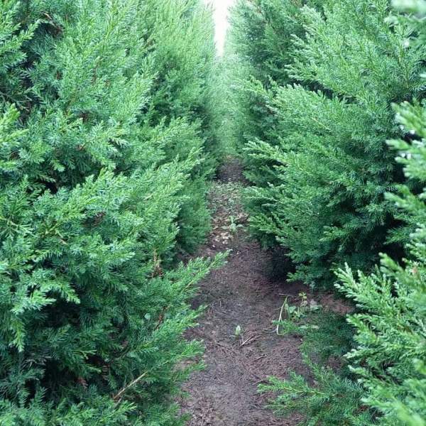 高度1.5米1.6米1.7米蜀檜供應 高度1.5米1.6米1.7米蜀檜供應