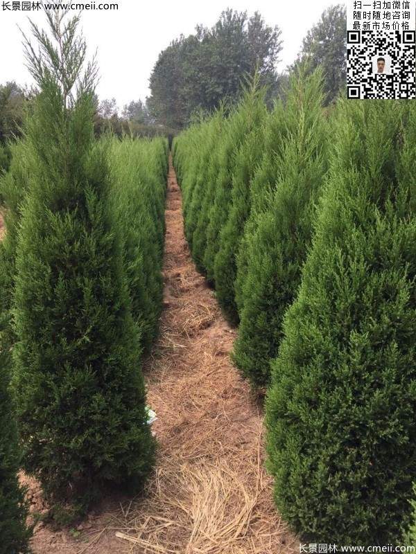 高度2.2米2.5米大蜀檜精品苗冠幅大 高度2.2米2.5米大蜀檜精品苗冠幅大