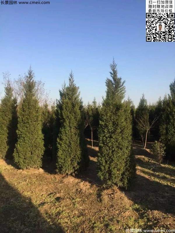 高度3米3.5米大蜀檜挖苗現(xiàn)場大量供應中 高度3米3.5米大蜀檜挖苗現(xiàn)場大量供應中