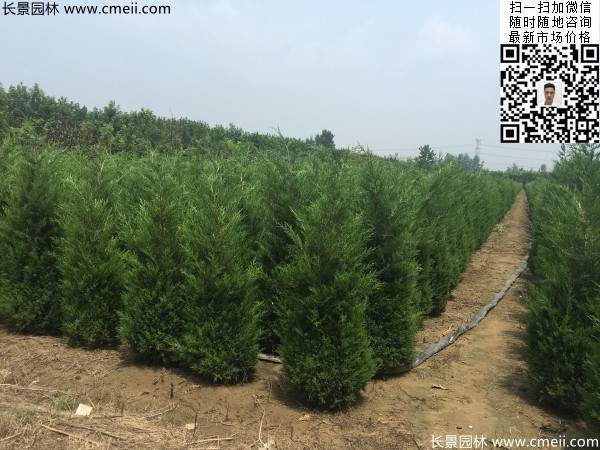 高度2.2米2.3米蜀檜大量供應公路綠化植物 高度2.2米2.3米蜀檜大量供應公路綠化植物