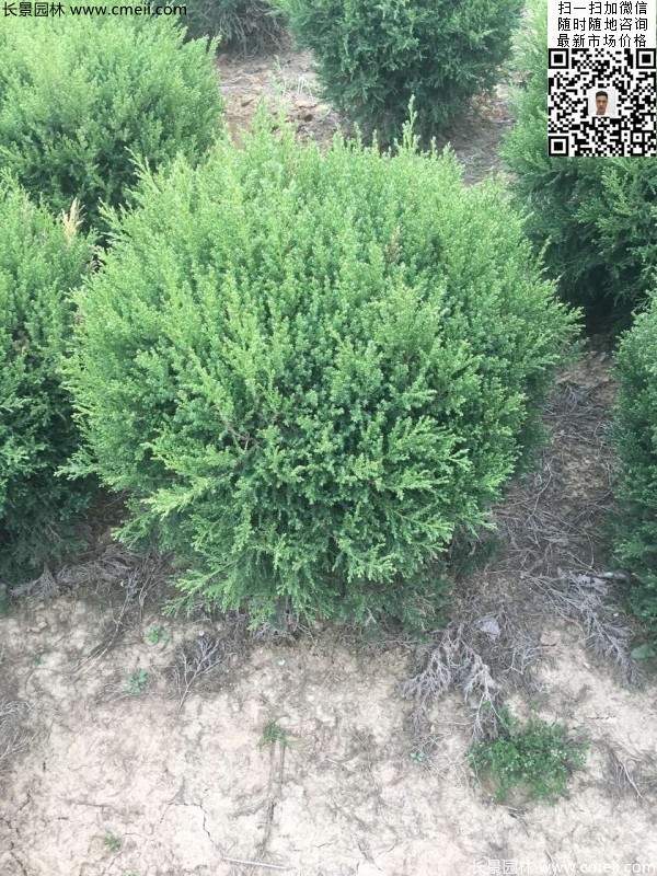 冠幅80公分1米1.2米1.5米塔柏球大量銷售現場圖片 冠幅80公分1米1.2米1.5米塔柏球大量銷售現場圖片