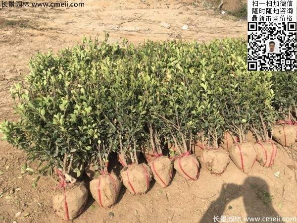 冠幅30公分40公分50公分大葉黃楊球 冠幅30公分40公分50公分大葉黃楊球