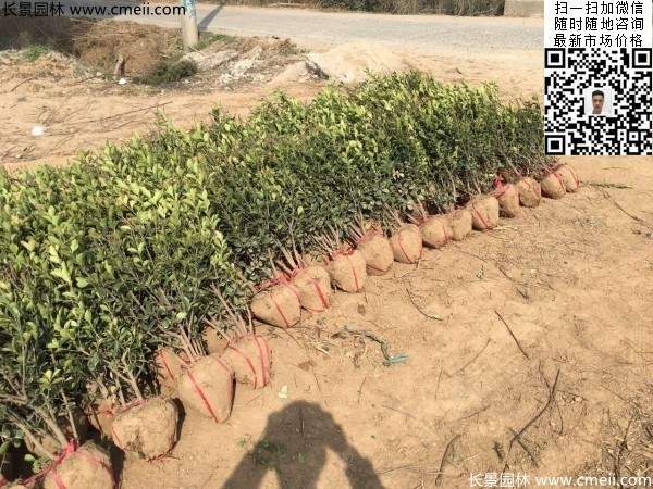 冠幅30公分40公分50公分大葉黃楊球 冠幅30公分40公分50公分大葉黃楊球