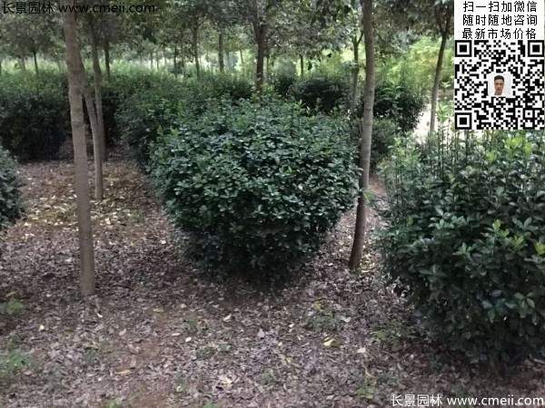 冠幅70公分80公分大葉黃楊球 冠幅70公分80公分大葉黃楊球