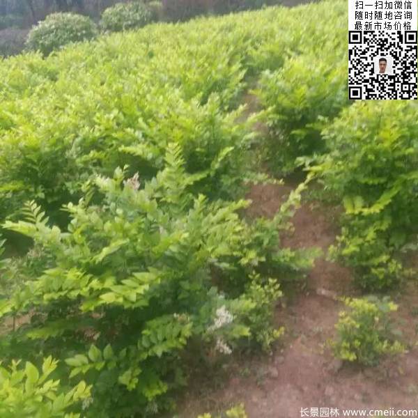 冠幅40公分50公分金葉女貞球圖片 冠幅40公分50公分金葉女貞球圖片