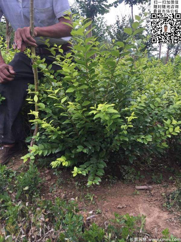 冠幅40公分50公分金葉女貞球圖片 冠幅40公分50公分金葉女貞球圖片