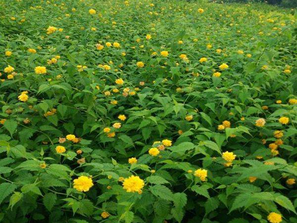 棣棠小苗 棣棠小苗