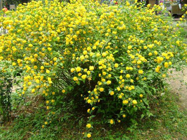 較大規格的棣棠球 較大規格的棣棠球