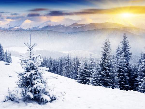 見過這樣的雪松造型樹嗎?美到你想不到