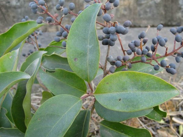 大葉女貞葉 大葉女貞葉
