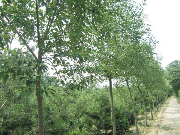 大葉女貞 大葉女貞