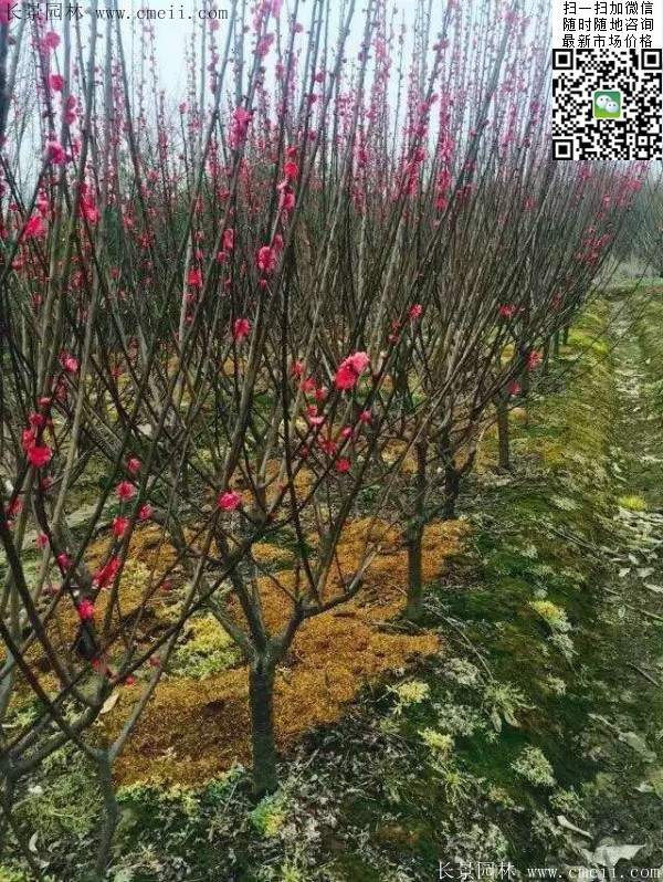 國內數一數二紅梅花產地，你知道幾個