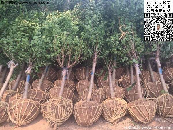 國內數一數二紅梅花產地，你知道幾個