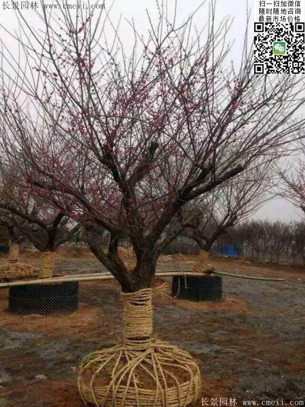 國內數一數二紅梅花產地，你知道幾個